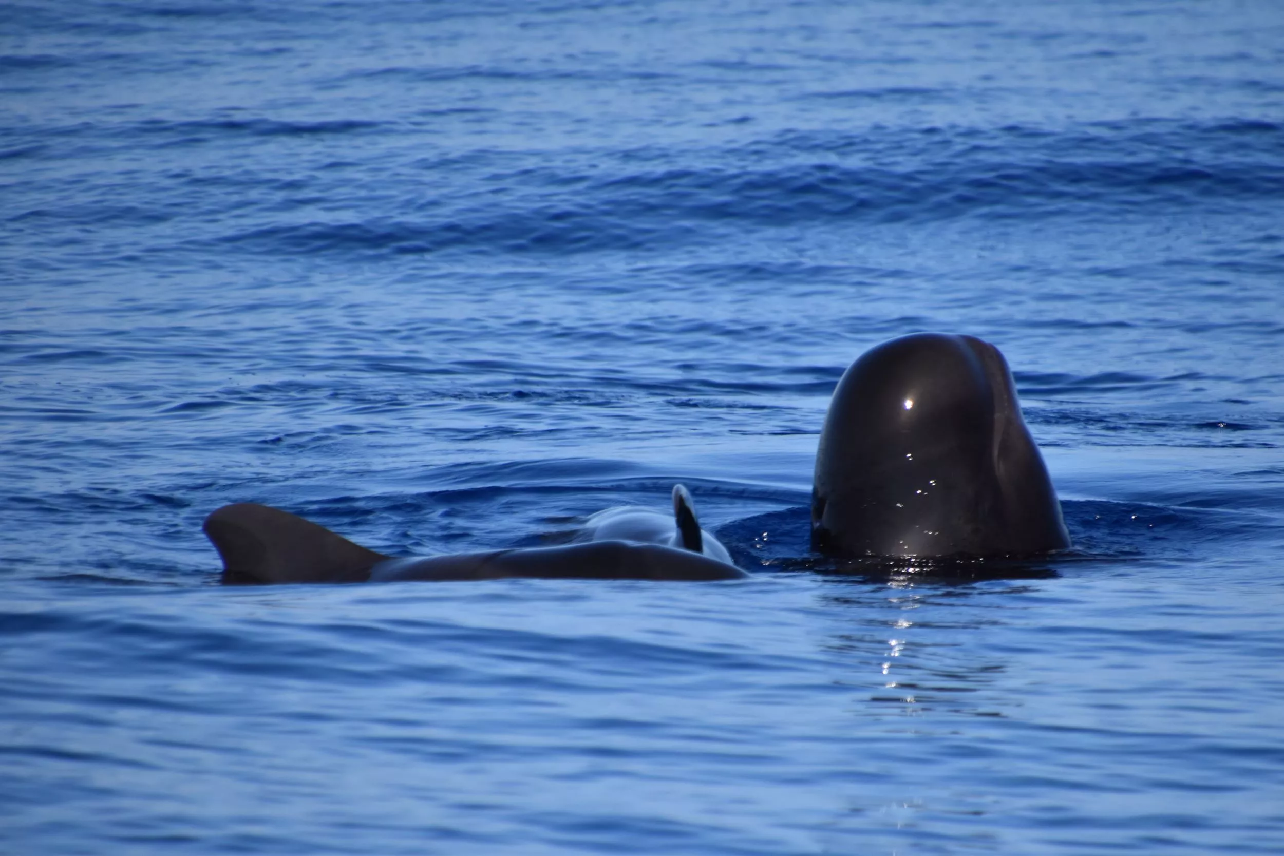 Ballenas: Majestuosos Gigantes del Mar cerca de Los Gigantes slider thumbnail 2